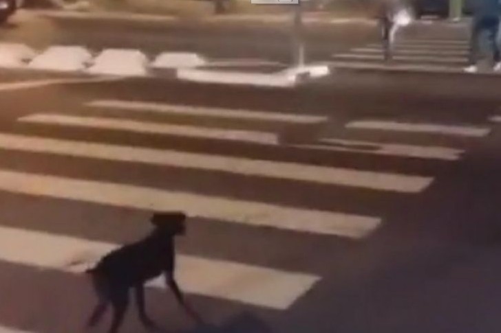 Απίστευτος σκύλος περιμένει το πράσινο για να περάσει τη διάβαση στον δρόμο! [video] - Φωτογραφία 1