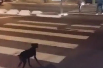 Πανέξυπνος…σκύλος περιμένει το πράσινο για να περάσει τη διάβαση στον δρόμο! [video] - Φωτογραφία 1
