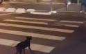 Πανέξυπνος…σκύλος περιμένει το πράσινο για να περάσει τη διάβαση στον δρόμο! [video]