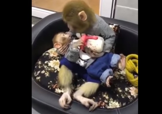 Ο, τι πιο τρυφερό έχουμε δει! Μαμά μαϊμουδίτσα ταΐζει με μπιμπερό το μωρό της [video] - Φωτογραφία 1