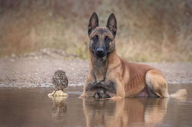 Μία παράξενη φιλία: Σκύλος και κουκουβάγια είναι αχώριστοι! - Φωτογραφία 2