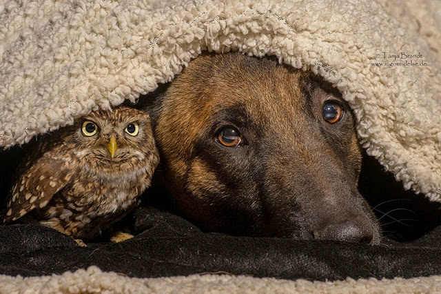 Μία παράξενη φιλία: Σκύλος και κουκουβάγια είναι αχώριστοι! - Φωτογραφία 3