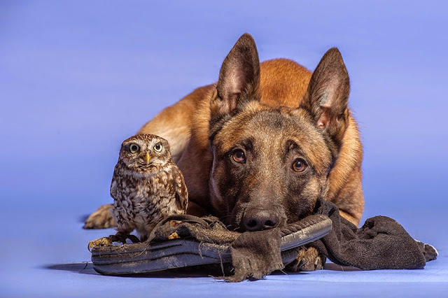 Μία παράξενη φιλία: Σκύλος και κουκουβάγια είναι αχώριστοι! - Φωτογραφία 6