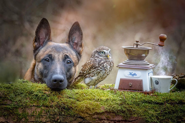 Μία παράξενη φιλία: Σκύλος και κουκουβάγια είναι αχώριστοι! - Φωτογραφία 7