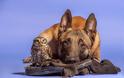 Μία παράξενη φιλία: Σκύλος και κουκουβάγια είναι αχώριστοι! - Φωτογραφία 6