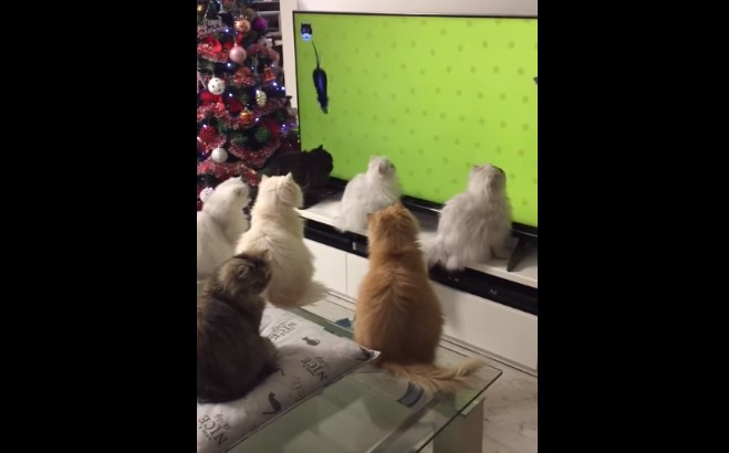 Βίντεο: Γάτες παρακολουθούν με προσήλωση ποντίκια μέσα από την τηλεόραση! [video] - Φωτογραφία 1