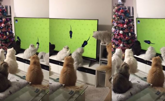 Οικογένεια από γάτες παρακολουθεί απορροφημένη ποντίκια μέσα από την τηλεόραση - Φωτογραφία 1