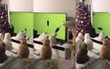 Οικογένεια από γάτες παρακολουθεί απορροφημένη ποντίκια μέσα από την τηλεόραση