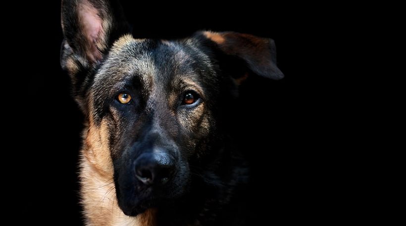 Νιου Χαμσάιρ: Άνθρωπος δάγκωσε -αστυνομικό- σκύλο στις ΗΠΑ! - Φωτογραφία 1