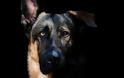 Νιου Χαμσάιρ: Άνθρωπος δάγκωσε -αστυνομικό- σκύλο στις ΗΠΑ!