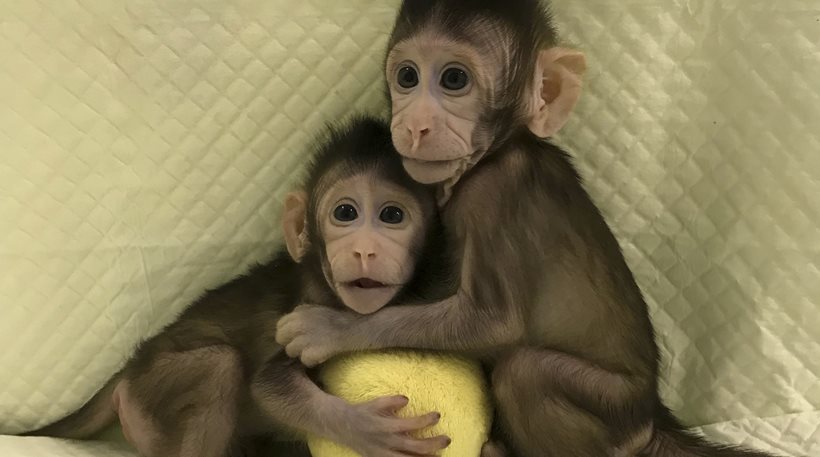 Επιστήμονες κλωνοποίησαν μαϊμού για πρώτη φορά - Επόμενο βήμα ο... άνθρωπος? - Φωτογραφία 1