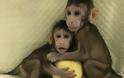 Επιστήμονες κλωνοποίησαν μαϊμού για πρώτη φορά - Επόμενο βήμα ο... άνθρωπος?