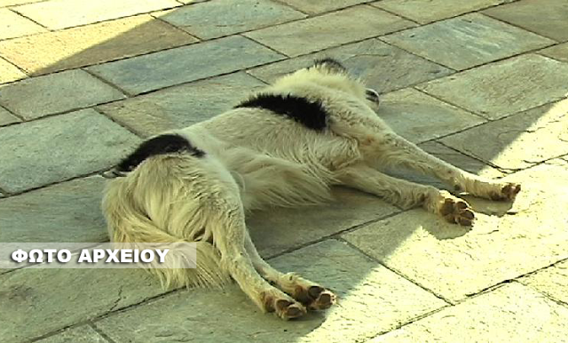 Θανάτωσαν με φόλα αδέσποτο σκύλο στην πλατεία της ΒΟΝΙΤΣΑΣ! - Φωτογραφία 1