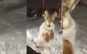 Πάγωσαν τα κουνέλια και οι σκύλοι στο Καζακστάν: Στους -56 βαθμούς Κελσίου η θερμοκρασία