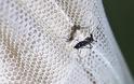 Νέα έρευνα: Κυνηγάτε τα κουνούπια, το θυμούνται και δεν ξανάρχονται!