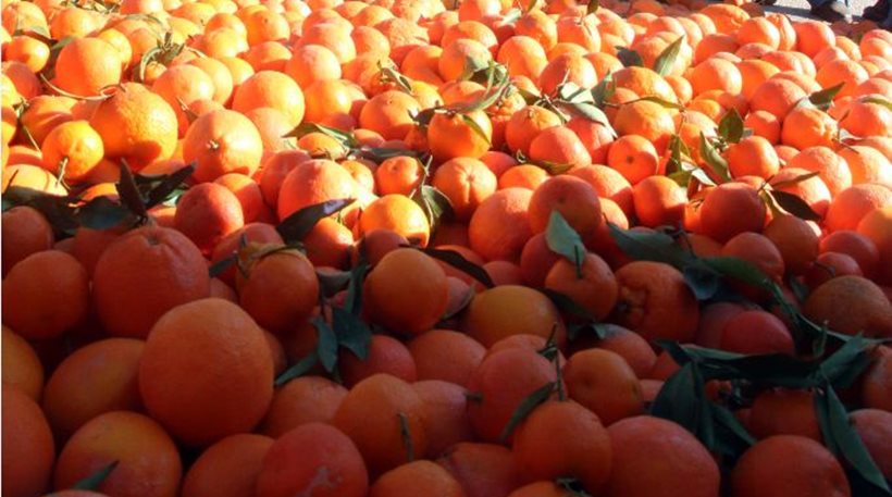 Λαχαναγορά Ρέντη: Δεσμεύτηκαν 5,6 τόνοι πορτοκάλια και κλημεντίνες - Φωτογραφία 1