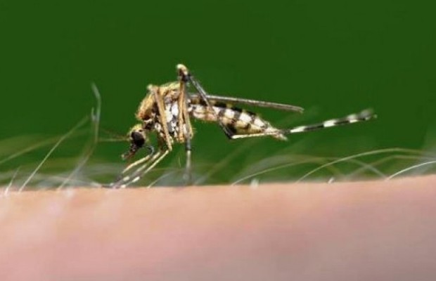 Έρευνα: Αν κτυπάτε κουνούπια σας θυμούνται και δεν έρχονται - Φωτογραφία 1