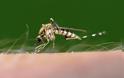 Έρευνα: Αν κτυπάτε κουνούπια σας θυμούνται και δεν έρχονται