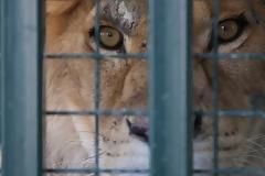 Το δύσκολο έργο της διάσωσης των άγριων ζώων στο Χαλέπι