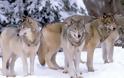 Επέλαση των λύκων στην Ευρώπη 100 χρόνια μετά την εξαφάνισή τους