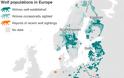 Επέλαση των λύκων στην Ευρώπη 100 χρόνια μετά την εξαφάνισή τους - Φωτογραφία 2