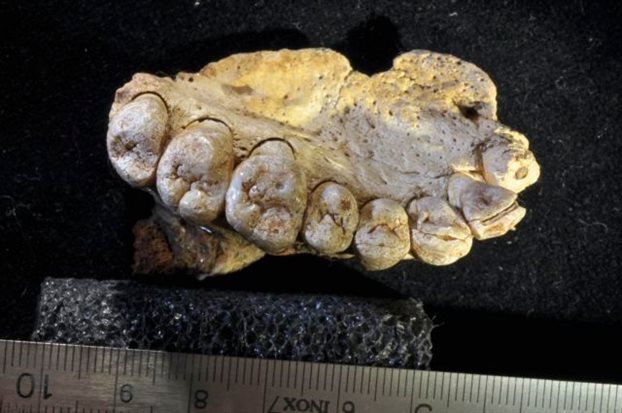 Γνάθος με δόντια αλλάζει την... ιστορία του Homo Sapiens - Φωτογραφία 1