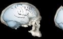 Το σφαιρικό σχήμα του ανθρώπινου εγκεφάλου εξελίχθηκε σταδιακά