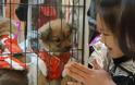 «Ημέρα υιοθεσίας» στην Κίνα: Διάσημοι καλλιτέχνες συνόδευσαν γάτες και σκύλους σε live show