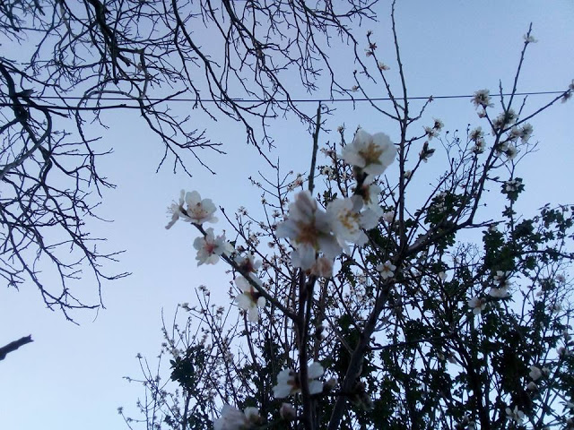 Χειμωνιάτικες εικόνες απο το ΑΓΡΑΜΠΕΛΟ (ΦΩΤΟ) - Φωτογραφία 21