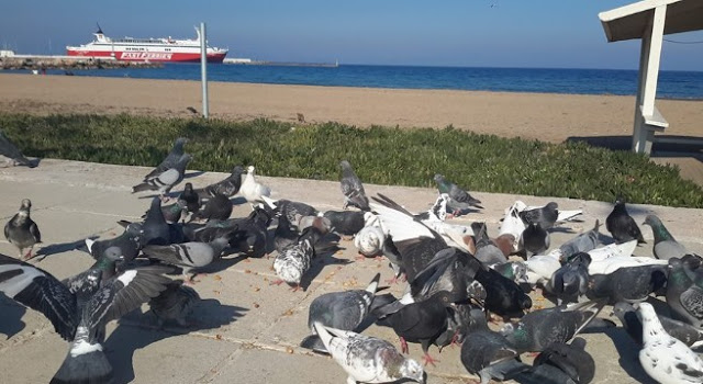 Χίλια Μπράβο! – Αυτός είναι ο Ανδριώτης που ταΐζει κάθε μέρα τους γλάρους στη Ραφήνα! [photos] - Φωτογραφία 15