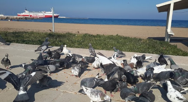 Χίλια Μπράβο! – Αυτός είναι ο Ανδριώτης που ταΐζει κάθε μέρα τους γλάρους στη Ραφήνα! [photos] - Φωτογραφία 8