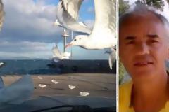 Χίλια Μπράβο! – Αυτός είναι ο Ανδριώτης που ταΐζει κάθε μέρα τους γλάρους στη Ραφήνα! [photos]