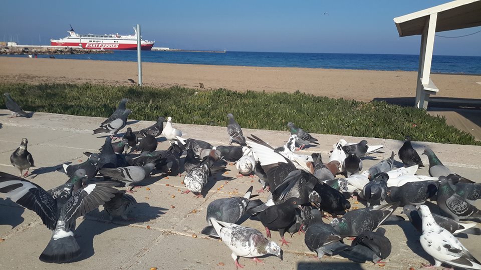 Ο Ανδριώτης που ταΐζει κάθε μέρα τους γλάρους στη Ραφήνα! (φωτό) - Φωτογραφία 13