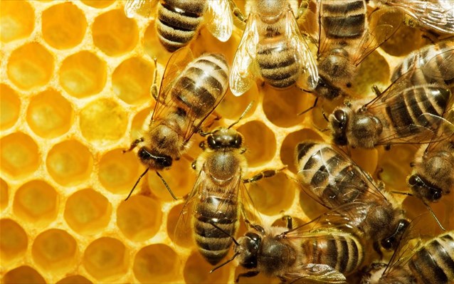 Τα νεονικοτινοειδή εντομοκτόνα αφανίζουν τις μέλισσες - Φωτογραφία 1