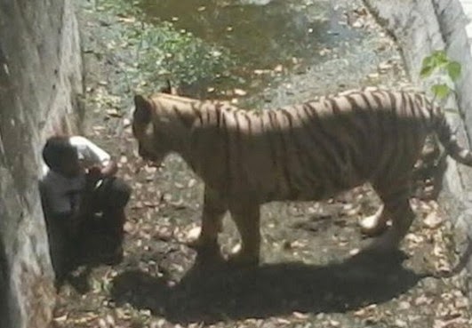 Συγκλονιστικό στιγμιότυπο: Λευκή τίγρης σκότωσε αγόρι στο ζωολογικό κήπο στο Νέο Δελχί... [photos] - Φωτογραφία 1
