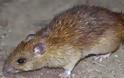ΣΚΛΗΡΕΣ ΕΙΚΟΝΕΣ: Ποντίκια επιτέθηκαν σε 3χρονο ενώ κοιμόταν
