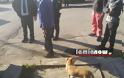 Τροχαίο στη Νέα Μαγνησία: Στο αυτόφωρο ο ένας οδηγός, στο νοσοκομείο ο άλλος και ο σκύλος του… Καμμένου! [photos] - Φωτογραφία 9
