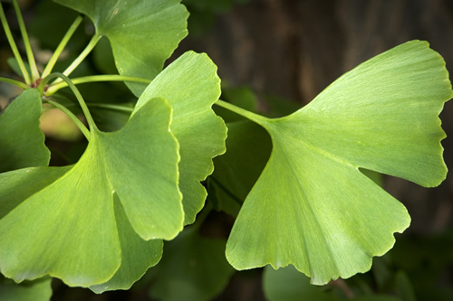 Τζίνγκο μπιλόμπα (Ginkgo Biloba), για την μνήμη, την άνοια, την συγκέντρωση, τις εμβοές, την εκφύλιση ωχράς κηλίδας - Φωτογραφία 2