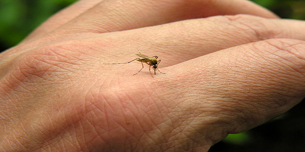 Απίστευτο! Επιστήμονες συστήνουν να χτυπάτε τα κουνούπια, γιατί το θυμούνται και σας αποφεύγουν! - Φωτογραφία 1
