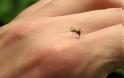 Απίστευτο! Επιστήμονες συστήνουν να χτυπάτε τα κουνούπια, γιατί το θυμούνται και σας αποφεύγουν!