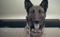 Μίσα: Η σκυλίτσα του Λιμενικού που ανακάλυψε ναρκωτικά αξίας 70 εκ. ευρώ