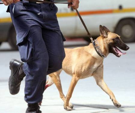 Ο αστυνομικός σκύλος βρήκε χασίς σε σπίτι 34χρονου στα Τρίκαλα - Φωτογραφία 1