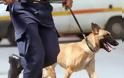 Ο αστυνομικός σκύλος βρήκε χασίς σε σπίτι 34χρονου στα Τρίκαλα - Φωτογραφία 1