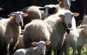 Έκλεψαν πρόβατα από στάνη στην ΚΑΤΟΥΝΑ