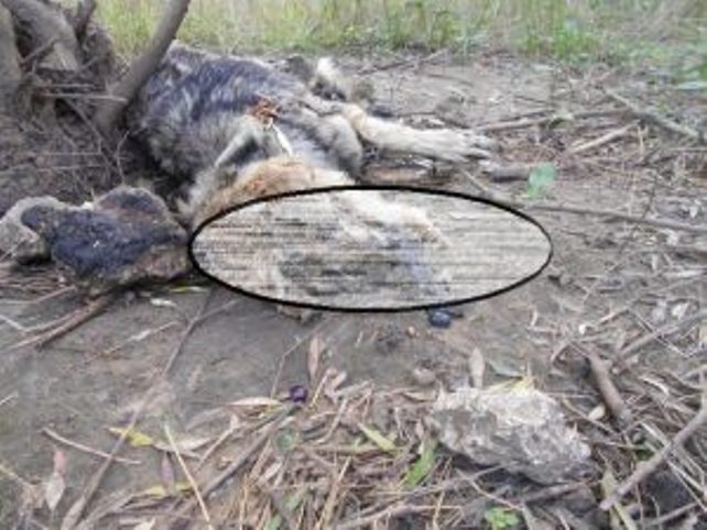 Αχαΐα: Δεν έχει τέλος η κτηνωδία: Βασανιστικός θάνατος για σκυλάκι - Το κρέμασαν σε ελιά - ΦΩΤΟ - Φωτογραφία 2