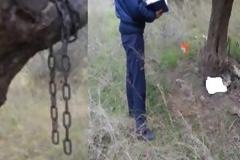Αχαΐα: Δεν έχει τέλος η κτηνωδία: Βασανιστικός θάνατος για σκυλάκι - Το κρέμασαν σε ελιά - ΦΩΤΟ