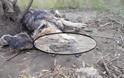 Αχαΐα: Δεν έχει τέλος η κτηνωδία: Βασανιστικός θάνατος για σκυλάκι - Το κρέμασαν σε ελιά - ΦΩΤΟ - Φωτογραφία 2