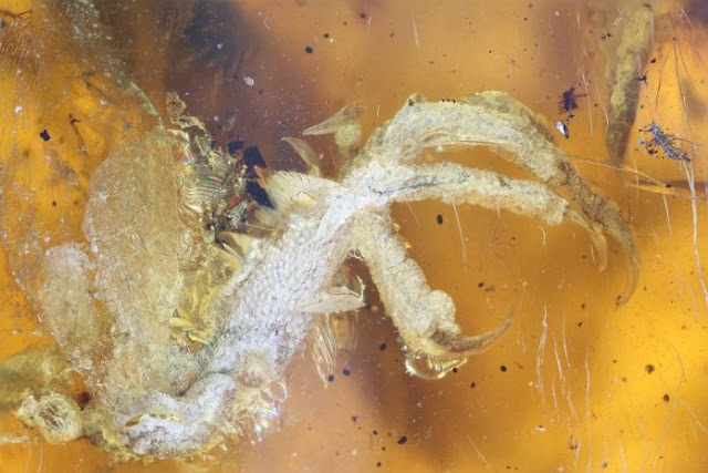 Άναυδοι οι αρχαιολόγοι: Ανακαλύφθηκε προϊστορικό πουλί παγιδευμένο μέσα σε κεχριμπάρι - Φωτογραφία 1