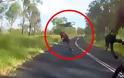 Οι δυσκολίες ενός ποδηλάτη στην Αυστραλία: Το καγκουρό έχει πάντα προτεραιότητα! [video]
