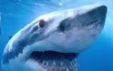 Μεγάλος λευκός καρχαρίας σε κατάσταση αμόκ [video]
